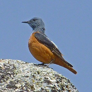 Rufous-tailed Rock Thrush - Monticola saxatilis © John Muddeman